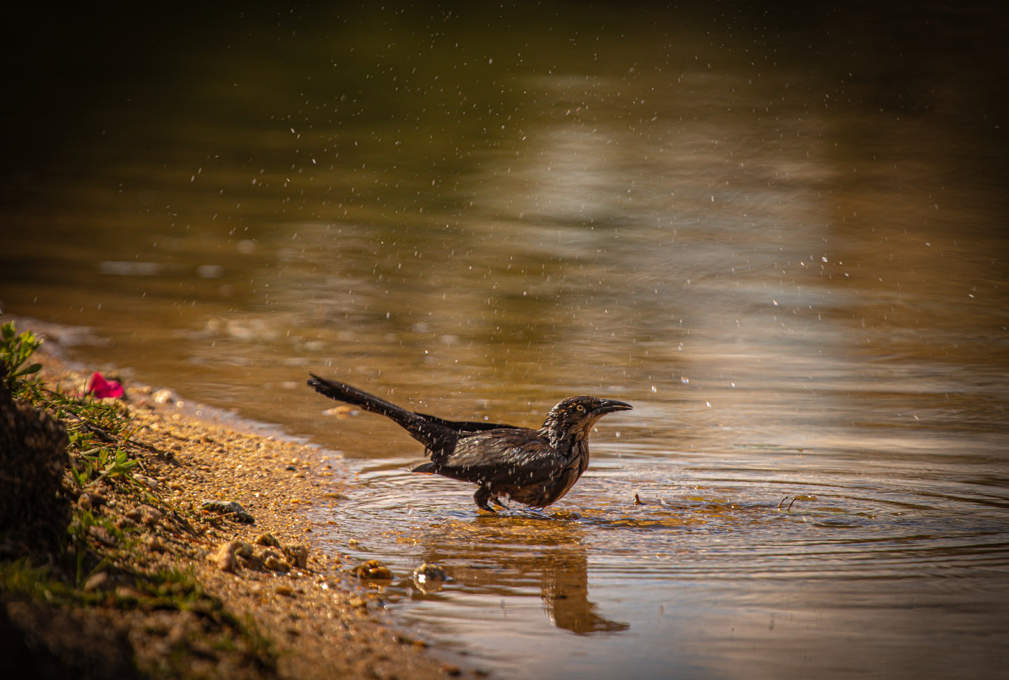 Great-Tailed Grackle 5x7 PRINT (sideways)