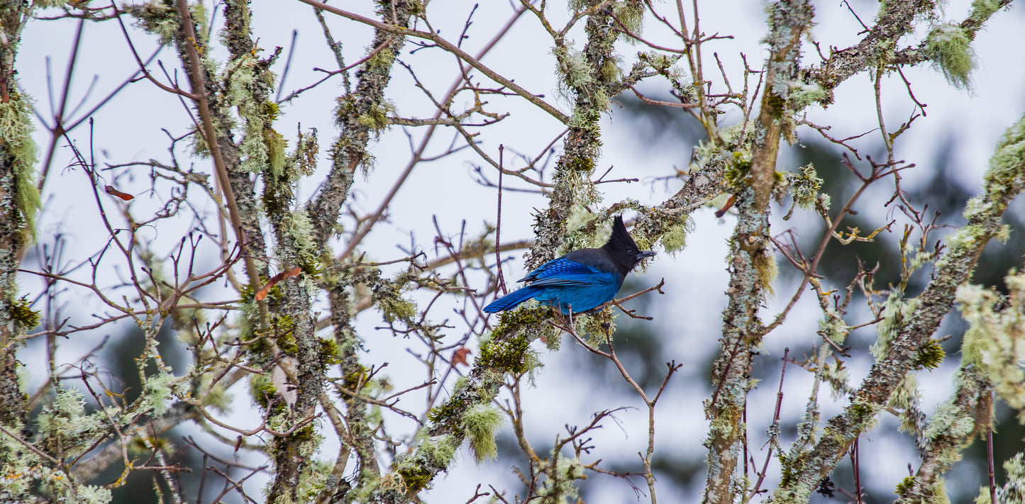 Steller Jay 5x7 Print (sideways)