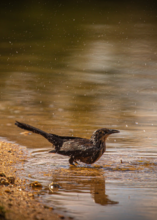 Great-Tailed Grackle 5x7 PRINT (sideways)