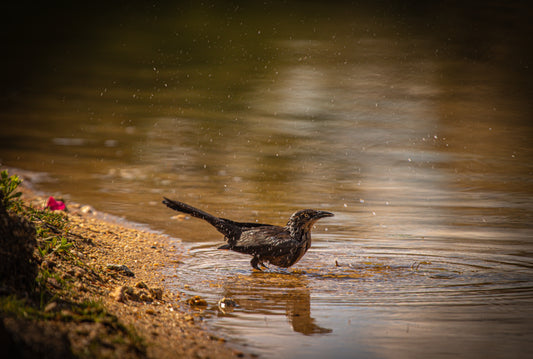 Great-Tailed Grackle 5x7 PRINT (sideways)