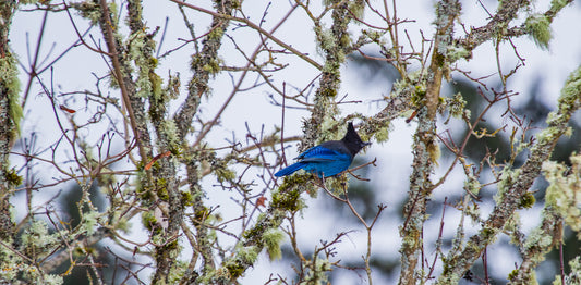 Steller Jay 5x7 Print (sideways)