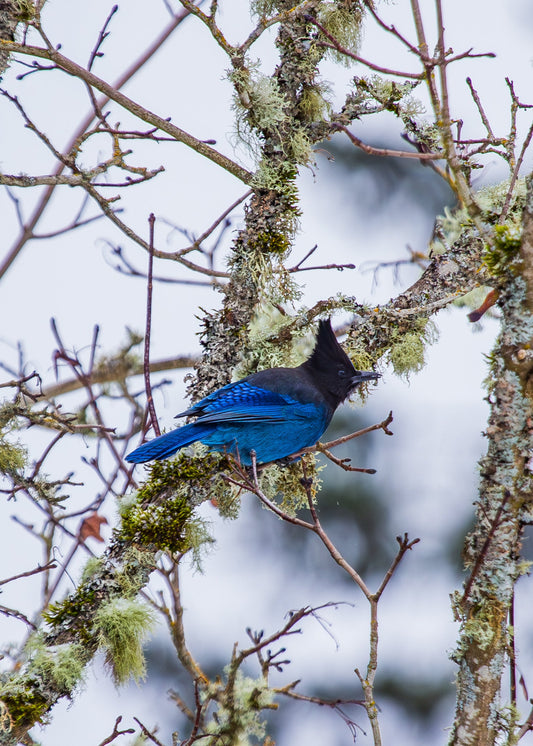 Steller Jay 5x7 Print (sideways)