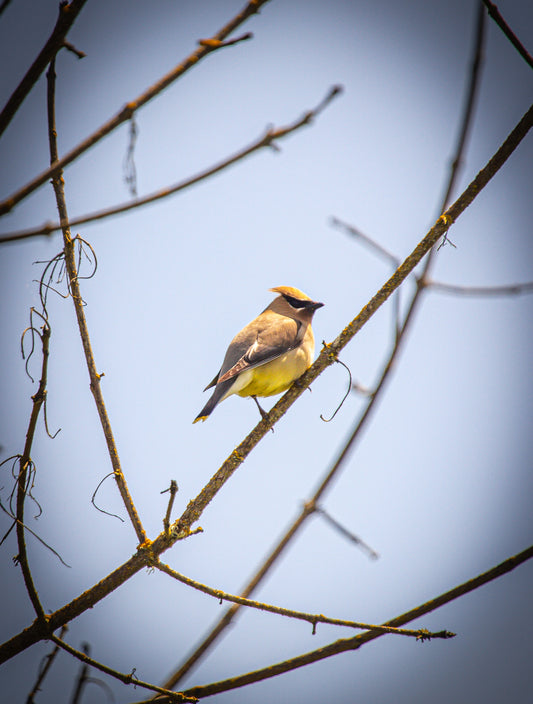 Cedar Waxwing 5x7 PRINT