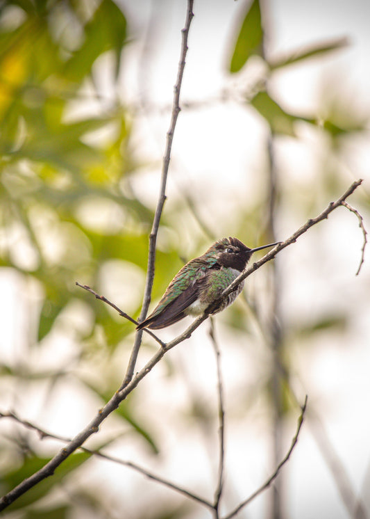 Anna's Hummingbird 5x7 PRINT (sideways)