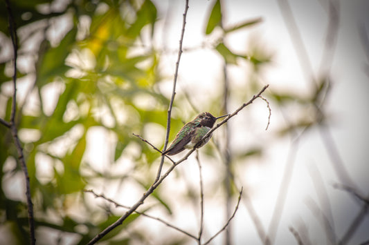 Anna's Hummingbird 5x7 PRINT (sideways)